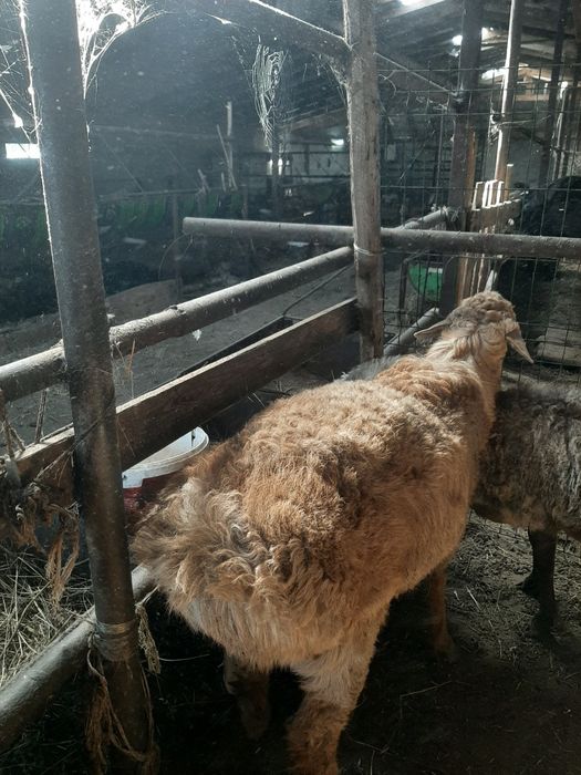 Продам кошкар едильбай