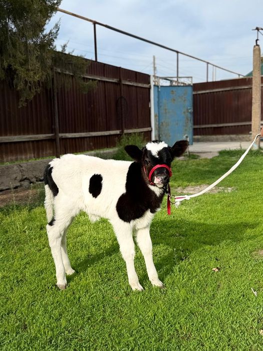 Парода чёрна пёстрый