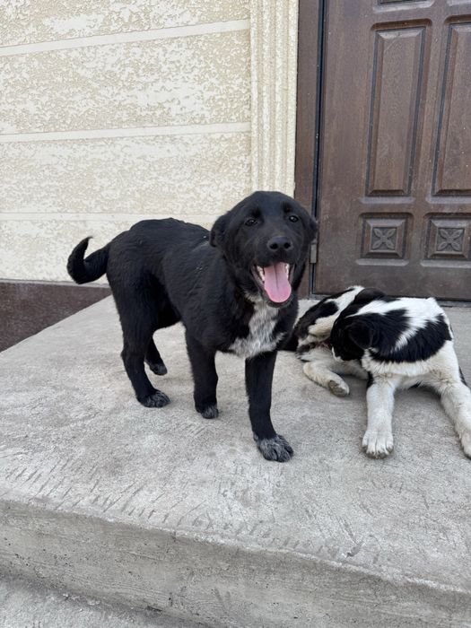 Отдам в добрые руки