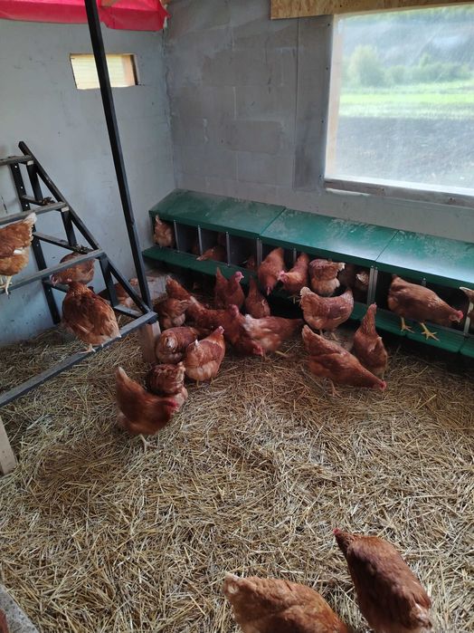 Vand puicute ouatoare