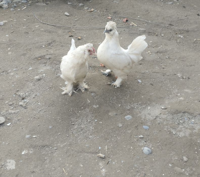 Япон товуклар сотилади, срочно. Хамаси бирхел ёшда, яни 6 - ойда