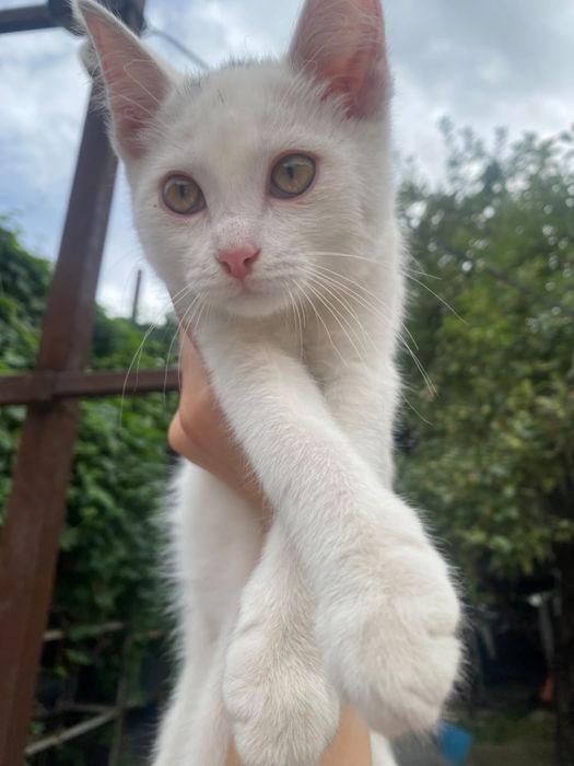 котенок , Город алматы , мальчик !!