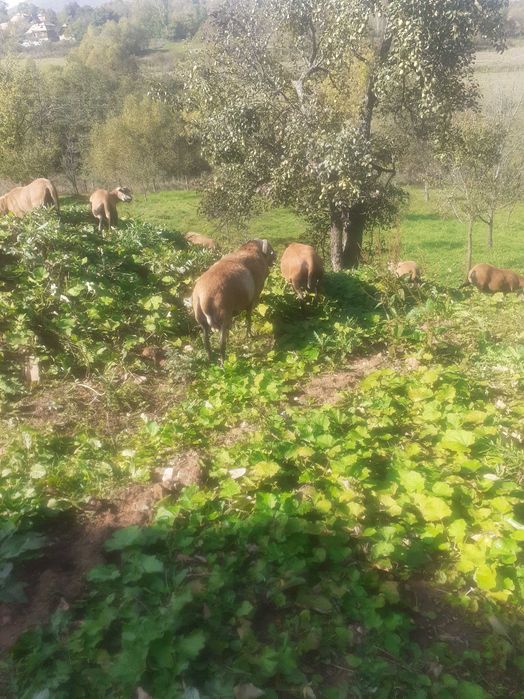 Oi de camerun de vânzare