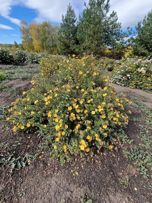 Продажа саженцев с питомника