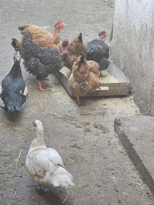 Ouă de țară, de găină, de rață ,de curca,de gâscă