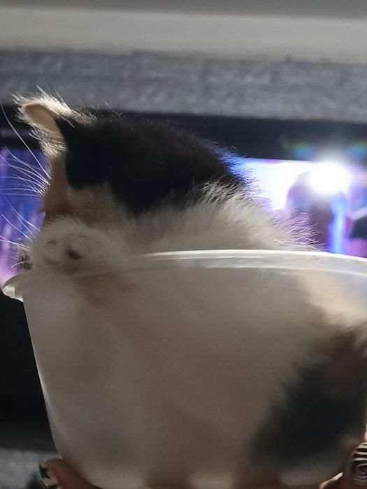 Срочно отдам красивых котят.