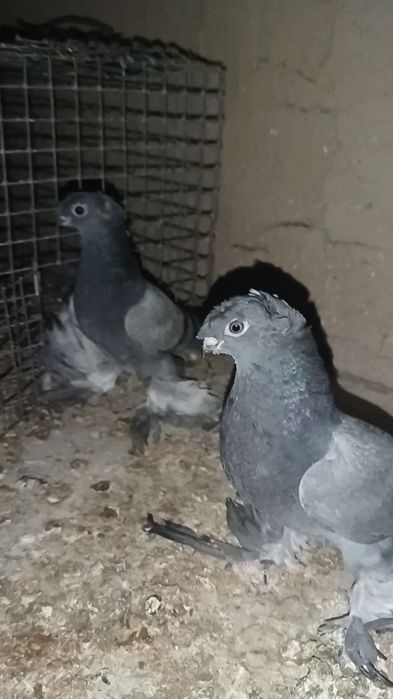 Продам  ронтовых