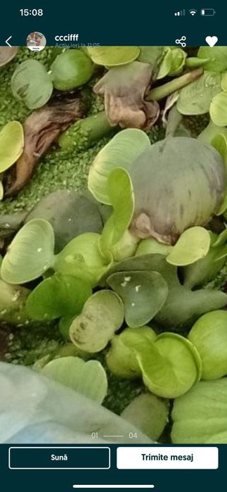 50 lei / 20 buc. Zambile amazoniene, salata de Nil, Egeria, plante de apa.
