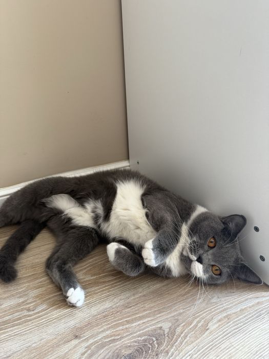 Бритнский кот (Бесплатно )