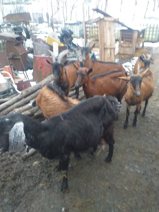 Capre Alpine Franceze