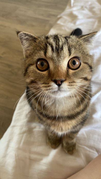 Ищем кота для вязки