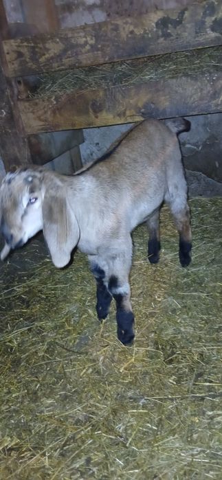 Pereche iezi anglo nubieni!