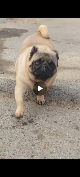 Мопс девочка с документами