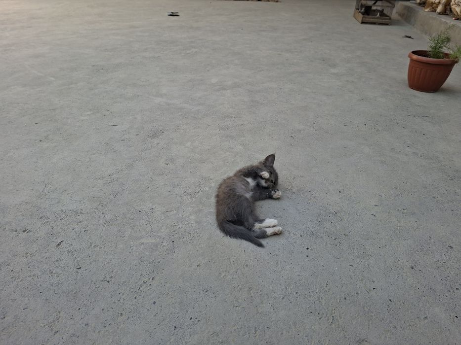 Продается котят мейн кун