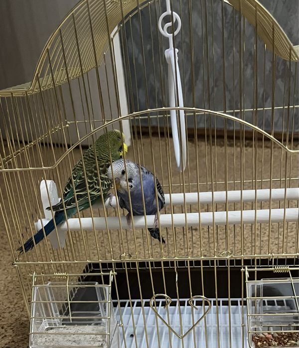 Волнистые попугаи