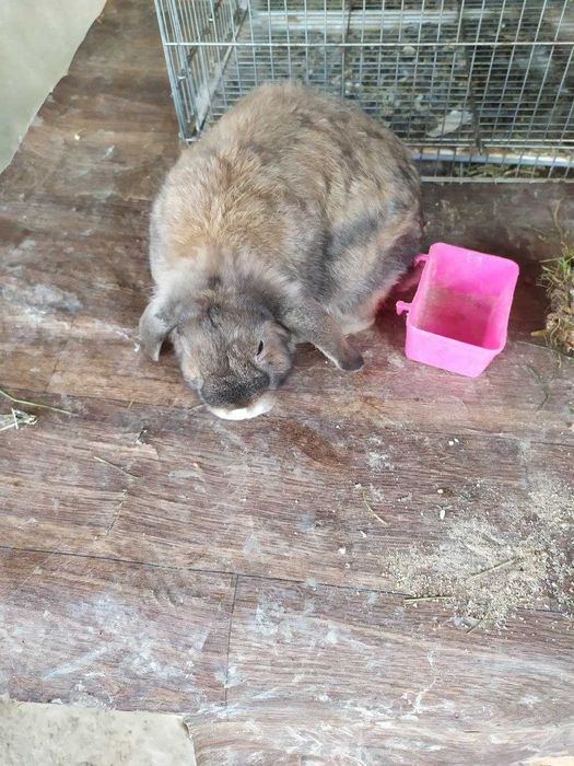 карлик баран сотилади