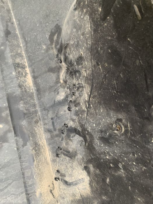 Bara spate Peugeot 301 sedan