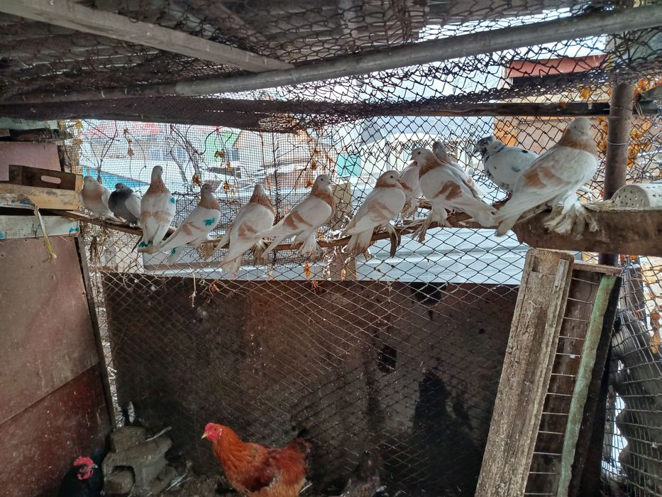 Продам голубей тасманы