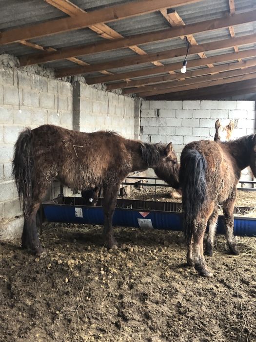 Тай шыгарлар саттылады