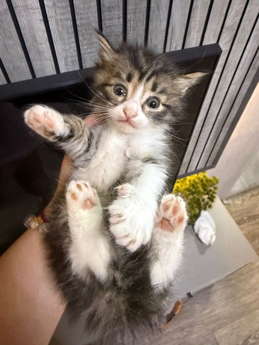 Отдаю котят в добрые руки