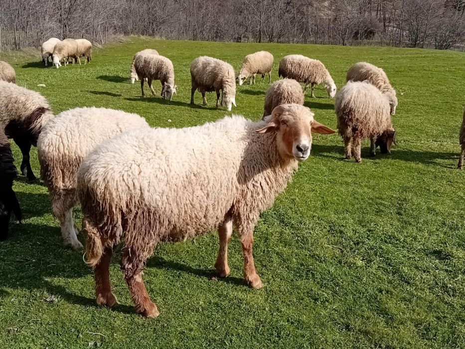 Продава се коч за разплод