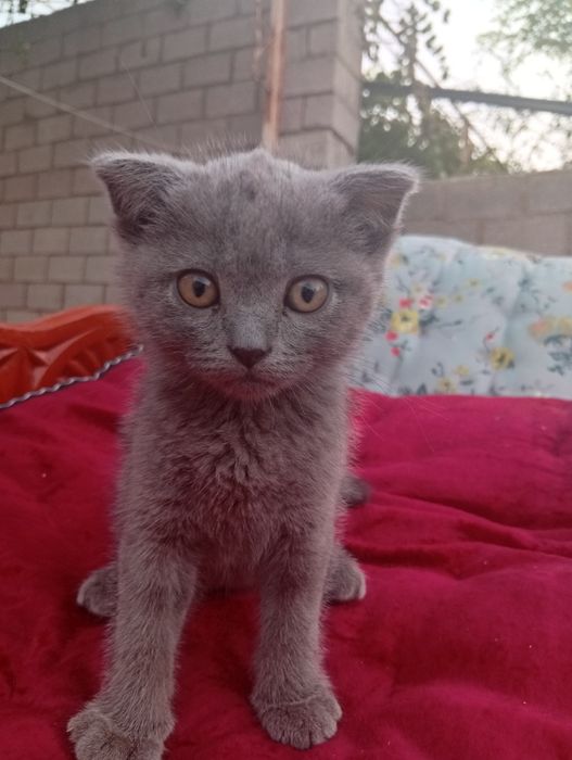 Mushuk sotiladi zotdor jinsi erkak
