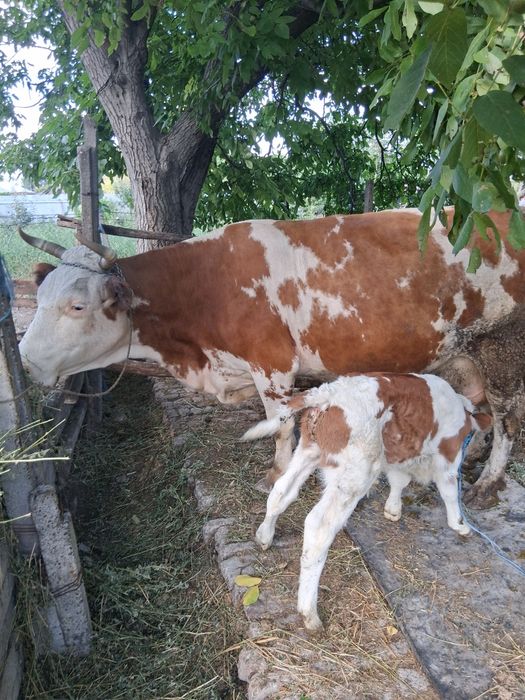 Vaca cu vitel de vanzare