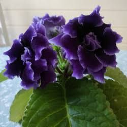 Сортовая махровая глоксиния