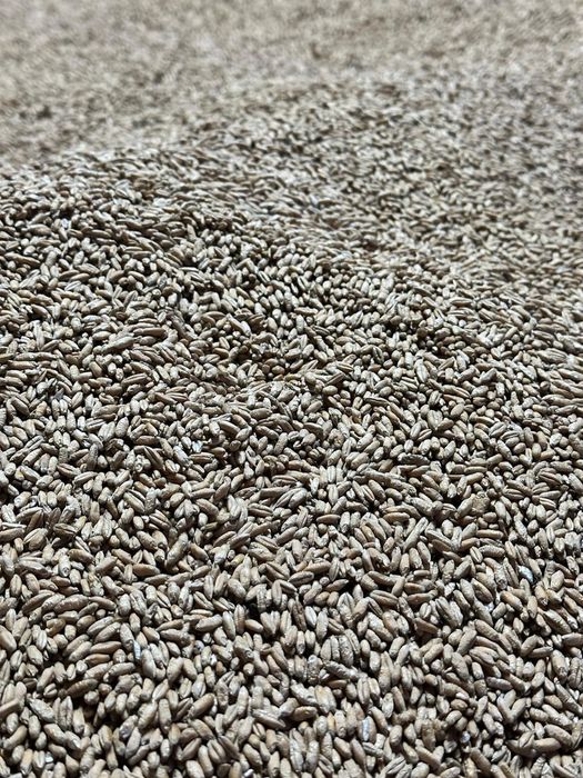 Vând triticale 2026