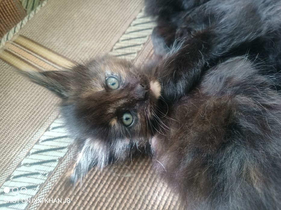 Продам котят породы Мейн -кун