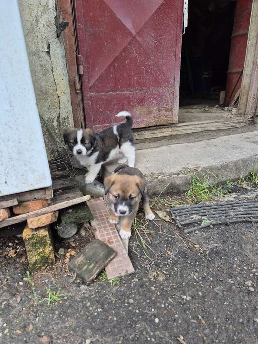 Dăruiesc spre adopție doua fetițe plinuțe