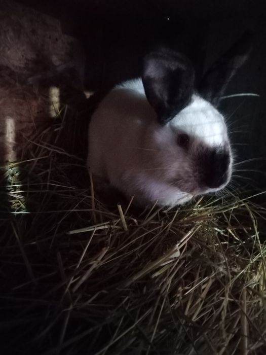 Vând iepuri Californieni