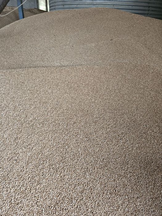 Porumb, grâu  de vânzare