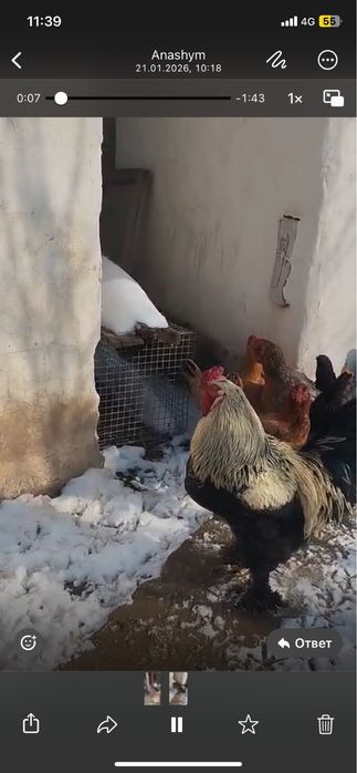 Қораздар бар пародасы жаксы !