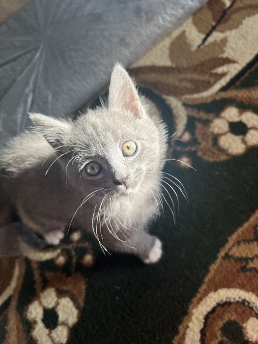 Отдам котят бесплатно