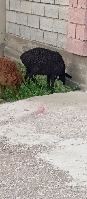 Тоқты қошқар бар