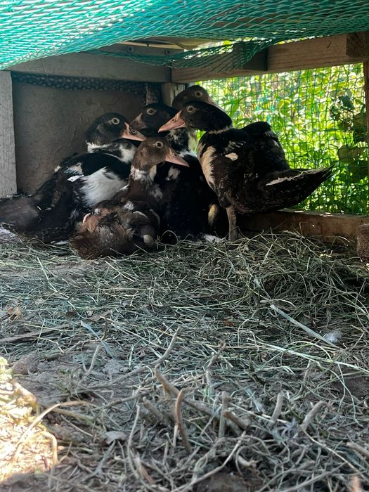 Продам индоутят здоровые шустрые