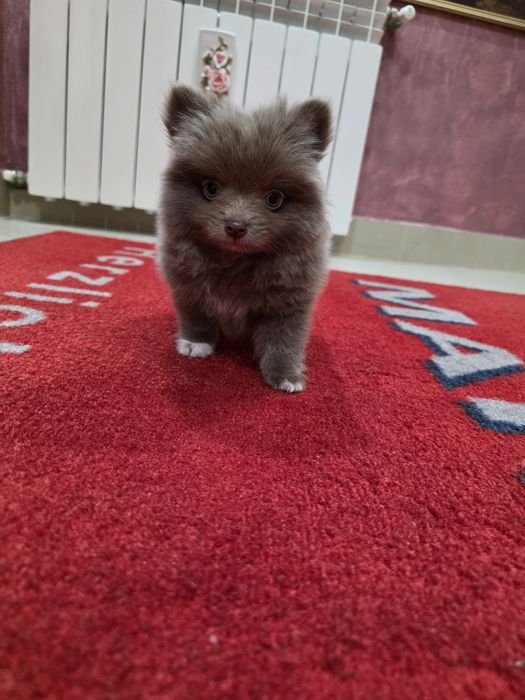 Pomeranian mini mascul