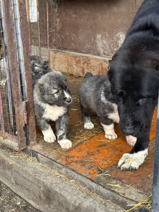 Алабай, тобет, САО
