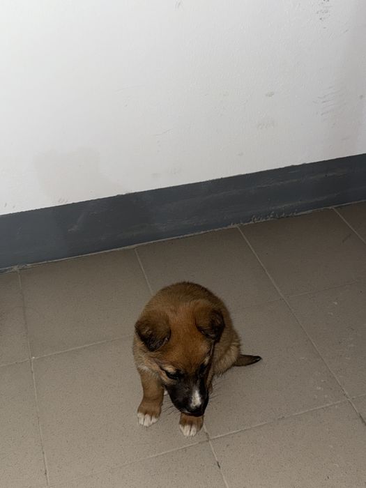 Найден щенок мальчик