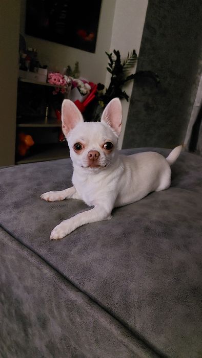 Продаётся собачушка!