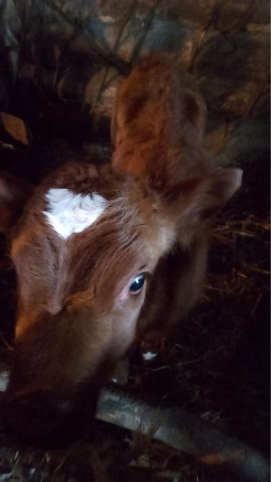 Продам теленка ( бычек)