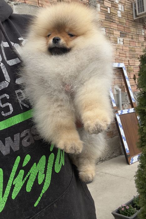 Померан мини померанче