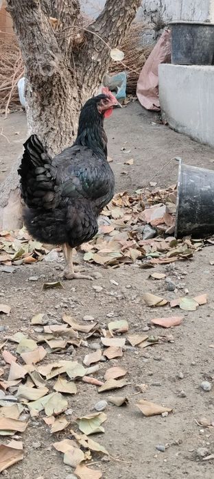 Кора шахзода гегант