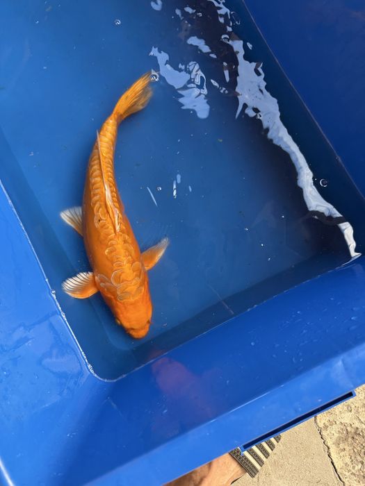 Crap koi japonia