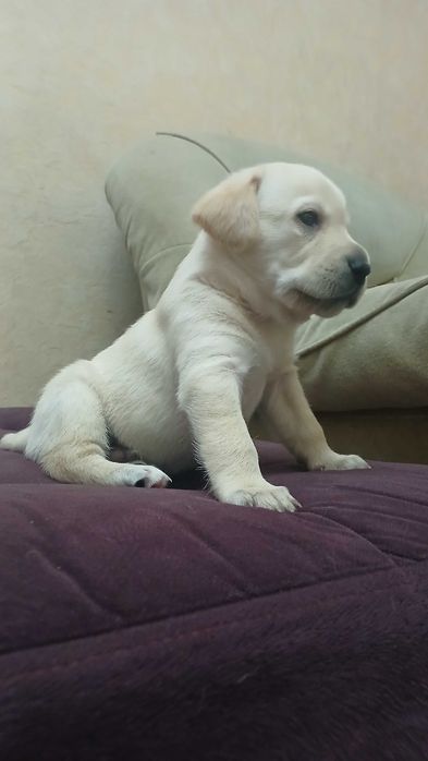 Продаются щенки Лабрадоры