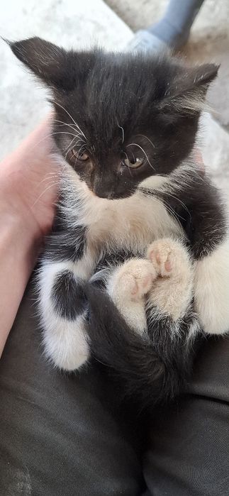 Отдам даром котят