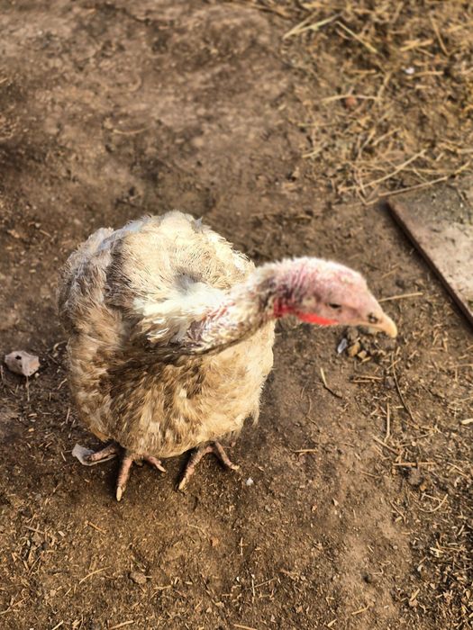 Big 6 uyda boqilgan 12  13 kg chiqadi