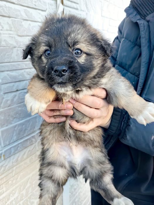 Отдам щенят, возможно с доставкой