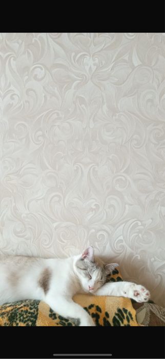 2 милейшие кошечки-сестренки